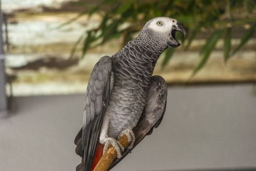 bird parrot gray of gabon