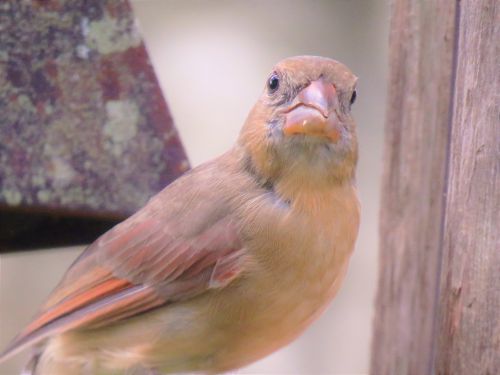 bird wildlife close up