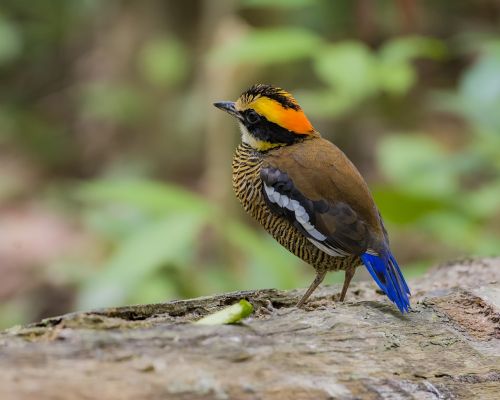 bird malaysia birds eight color thrush