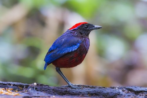 bird malaysia birds eight color thrush