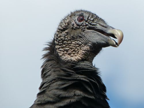 bird vulture usa