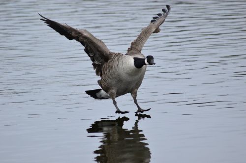 bird goose landing