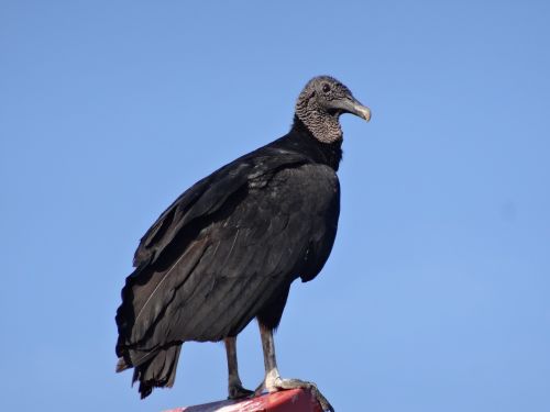 bird black wildlife