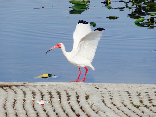 bird white crane