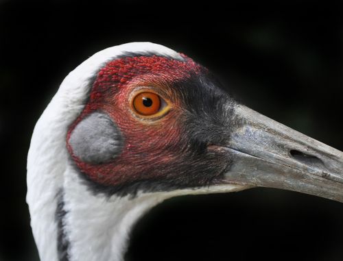 bird zoo wild bird