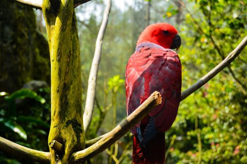 bird indonesian garden