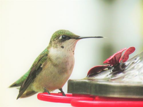 bird hummingbird close up