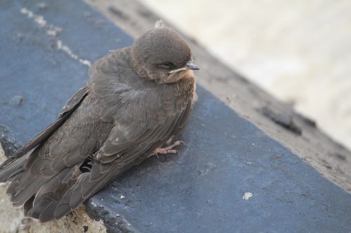 bird small scared