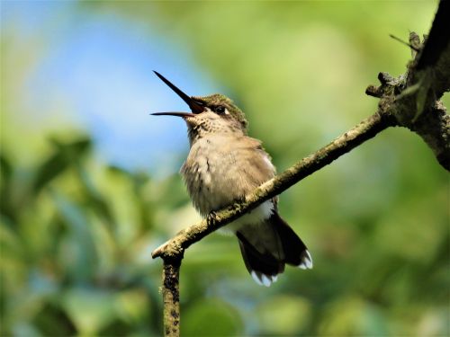 bird hummingbird open beak