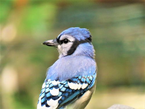 bird blue jay up close