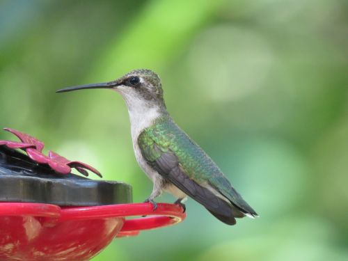 bird hummingbird close up