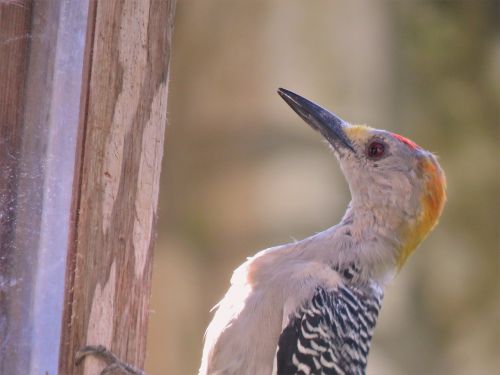 bird woodpecker up close