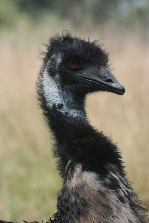 bird ostrich wildlife