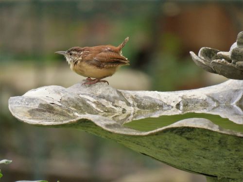 bird brown and tan cute