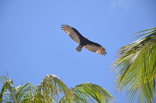 bird sky blue