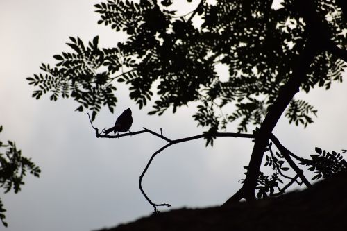 bird morning sunrise