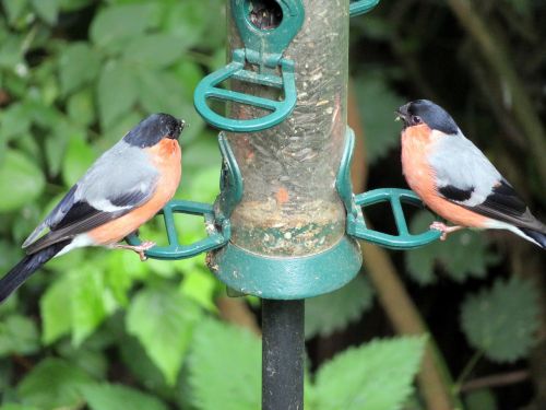 bird bullfinch wild