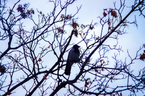 bird branch nature