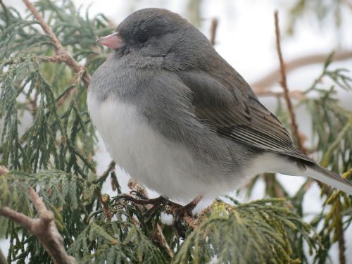 bird snow bird nature