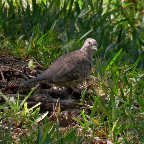 bird gray green grass