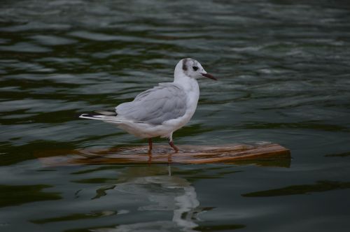 bird water wildlife