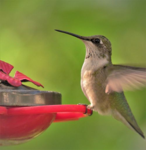 bird hummingbird close up