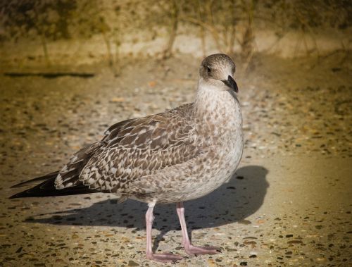 bird seagull sea