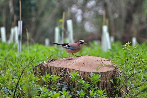 bird park countryside