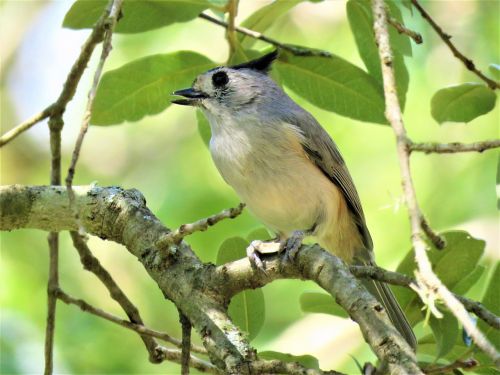 bird wildlife tree