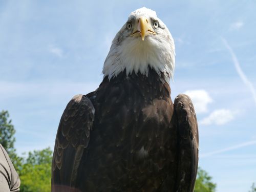 bird raptor bald eagle