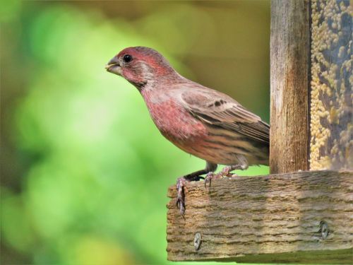 bird colorful wildlife