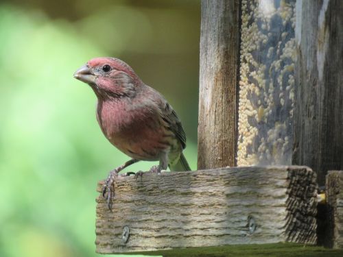 bird velvet wildlife