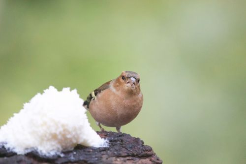 bird sparrow wildlife