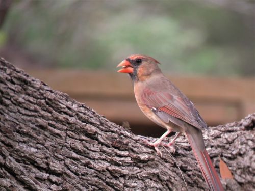 bird natural tree