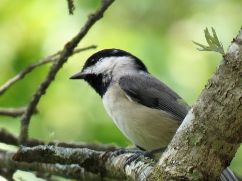 bird tiny chickadee