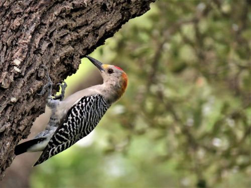 bird woodpecker wildlife