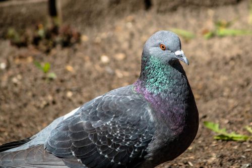 bird pigeon birds