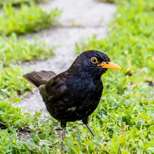 bird thrush blackbirds