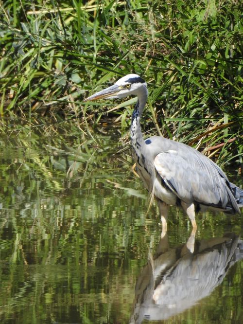 bird pond heron