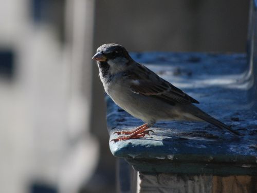 bird the sparrow nature