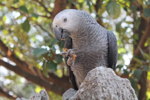 bird parrot african grey