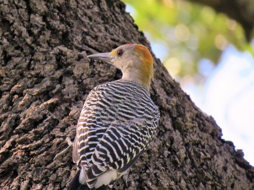 bird woodpecker wildlife