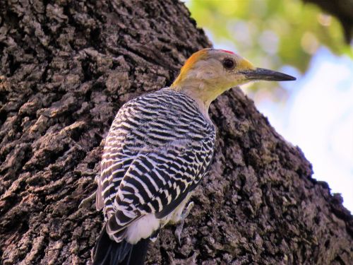 bird woodpecker up close