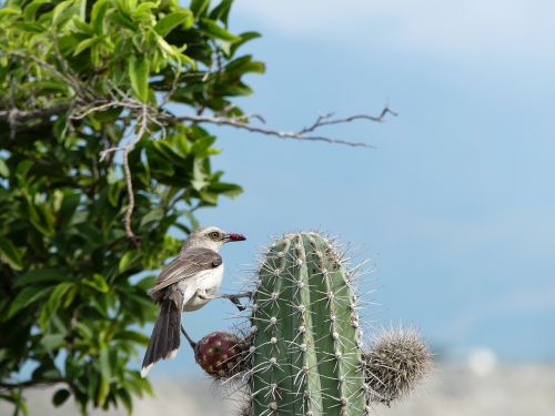 bird cactus desert tacacoa