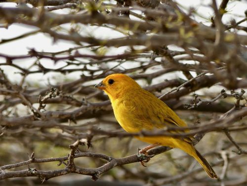 bird desert tacacoa colombia