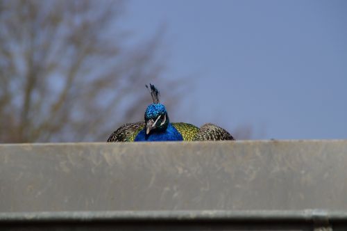 bird peacock males