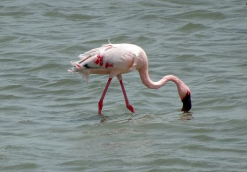 bird lesser flamingo phoeniconaias minor