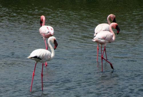 bird lesser flamingo phoeniconaias minor