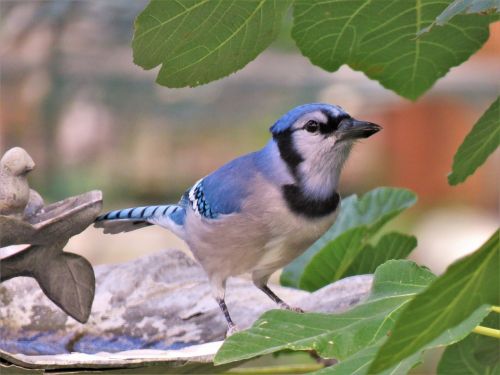 bird blue jay wildlife