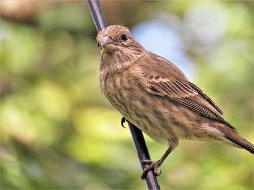 bird close up wildlife